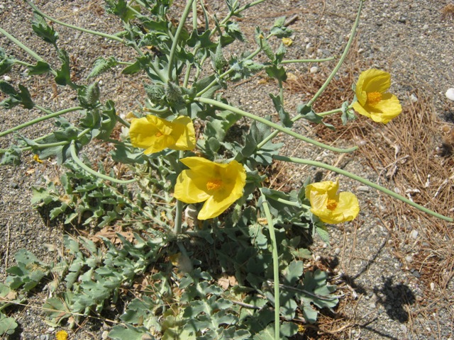 Fiori gialli : Glacium flavum